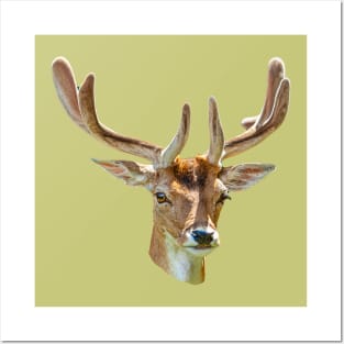 Fallow Buck in velvet Posters and Art